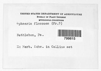 Enchnoa floccosa image